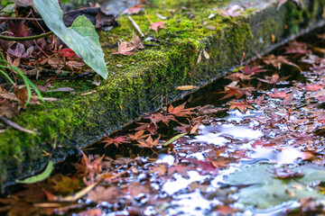 落ち葉と池　秋のイメージ