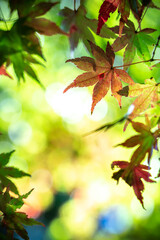 紅葉　秋のイメージ