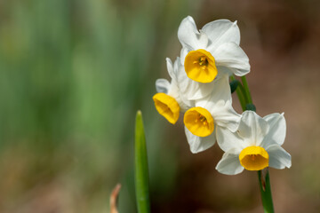 水仙の花　初春のイメージ