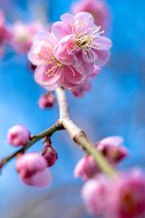 紅梅　初春イメージ