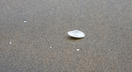 Fototapeta na wymiar A piece of half white mussel on a sandy beach