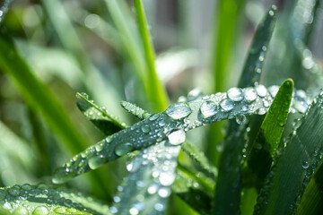 緑と水　環境とエコのイメージ