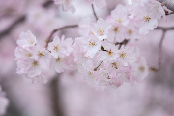 桜の花　春のイメージ