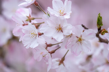 桜の花　春のイメージ