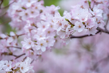 桜の花　春のイメージ
