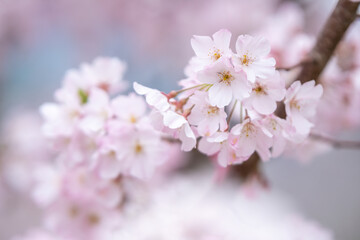 桜の花　春のイメージ