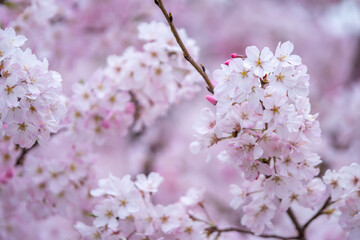 桜の花　春のイメージ