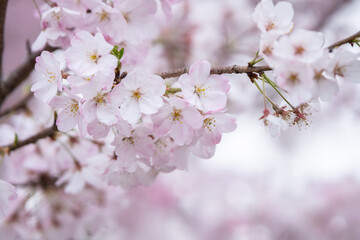 桜の花　春のイメージ