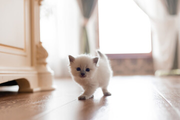 British shorthair kittens of silver color is standing on the wooden floor in the middle of the room. Siberian nevsky masquerade cat color point. Pedigree pet. Space for text. High quality photo