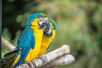 ルリコンゴウインコのポートレート