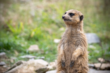 ミーアキャットのポートレート