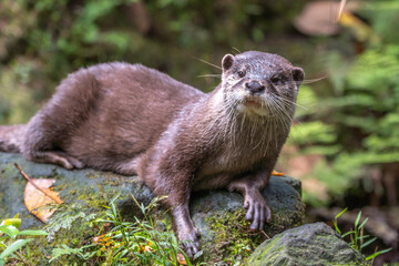 コツメカワウソのポートレート