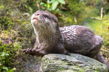 コツメカワウソのポートレート