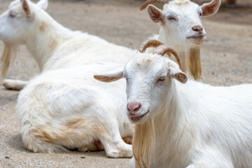 ヤギのポートレート