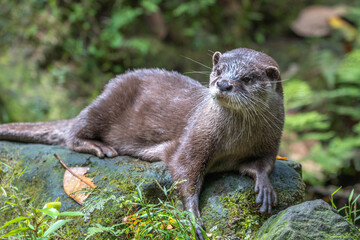 コツメカワウソのポートレート