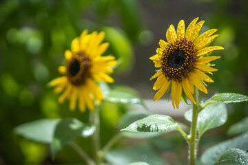 ヒマワリの花　夏のイメージ