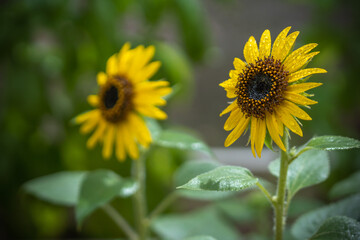ヒマワリの花　夏のイメージ