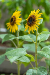 ヒマワリの花　夏のイメージ