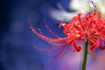 彼岸花　秋のイメージ