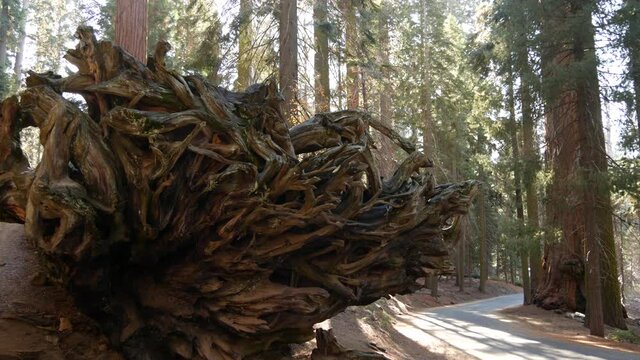 Roots of fallen sequoia, giant redwood tree trunk in forest. Uprooted large coniferous pine lies in national park of Northern California, USA. Environmental conservation and tourism. Old-growth woods.