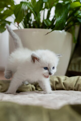 British shorthair kitten of silver color is sitting or standing in a cat's bed on the background of a room flower in a white pot. Siberian nevsky masquerade cat color point. Space for text.
