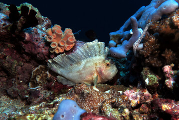 Fototapeta na wymiar Leaf scorpionfish camouflaged amongst rocks Pescador Island Philippines