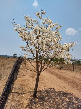 Ip&ecirc; branco