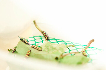 caterpillar on leaves eat food feed by kid in net box for pet in house home room