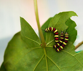 Yellow, red, black striped caterpillars are eating leaves. shot from high angle