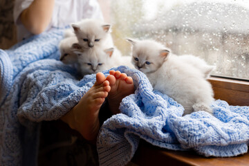 child with bare feet covered with a blue knitted blanket is sitting on the windowsill with white fluffy kittens. British shorthair kittens of silver color. Siberian nevsky masquerade cat color point