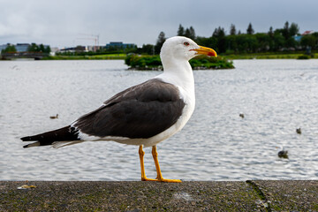 Closeup view of a beautiful seagull in Reykjavik Iceland