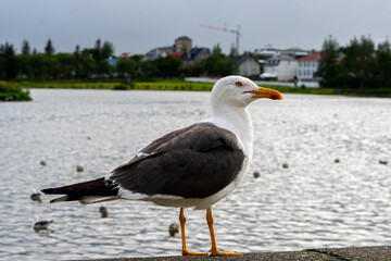 Fototapeta na wymiar Closeup view of a beautiful seagull in Reykjavik Iceland