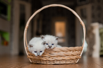 Wicker basket with two small fluffy white kittens on the wooden floor. British shorthair kitten of silver color. Siberian nevsky masquerade cat color point. Pedigree pet. High quality photo