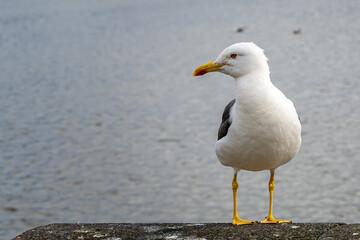 Closeup view of a beautiful seagull in Reykjavik Iceland
