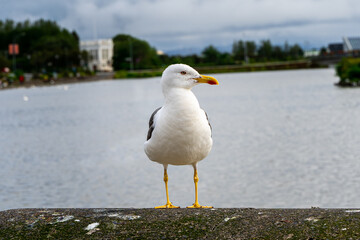 Closeup view of a beautiful seagull in Reykjavik Iceland