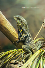Frilled lizard on a tree