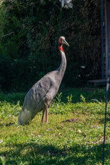 Sarus crane standing tall