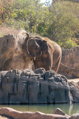 Asian elephant throwing dirt on back