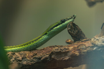Green hog nose snake in tree