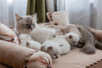 British shorthair cat of silver color with blue eyes lies on a sofa with pink upholstery with her kittens. Siberian nevsky masquerade cat color point. Pedigree pet. Space for text. High quality photo