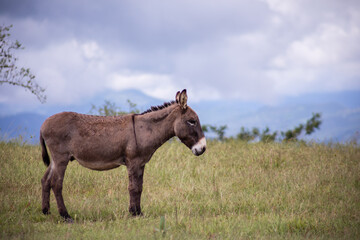 Fototapeta premium Burro Mexico