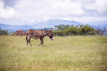 Burro Mexico