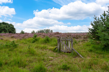 The calm heathland and an Wooden fence in the field