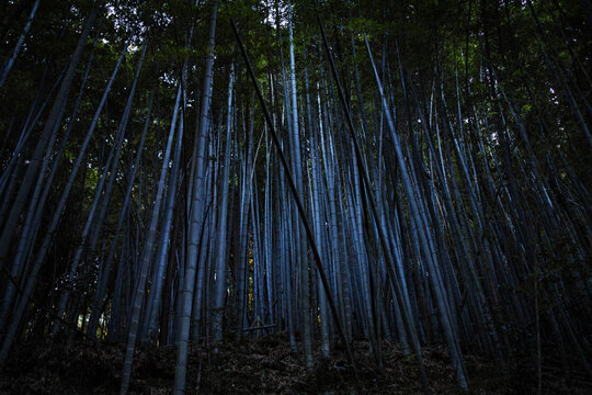 竹取物語 Images Browse 236 Stock Photos Vectors And Video Adobe Stock