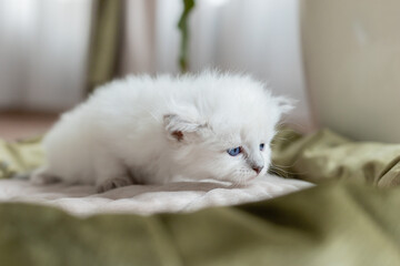 British shorthair kitten of silver color with blue eyes lies in a cat bed. Pedigree pet. Space for text. High quality photo