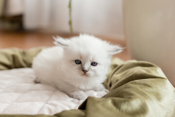 British shorthair kitten of silver color with blue eyes lies in a cat bed. Pedigree pet. Space for text. High quality photo
