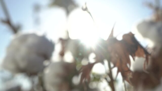 Close up of white cotton flower. Growing organic raw cotton on a cotton farm. Cotton boll hanging from a plant. Selectively focusing on the subject.