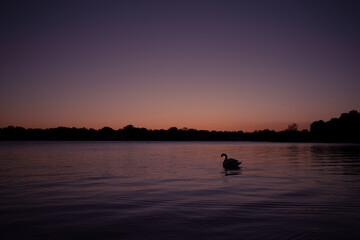 Fototapeta premium Silhouette of a Swan