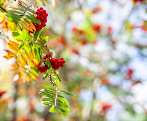 Mountain rowan ash branch berries on blurred green background. Autumn harvest still life scene. Soft focus backdrop photography. Copy space. - obrazy, fototapety, plakaty