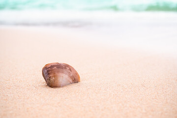 Sea shell on sand beach at coast with blue sea blur background. ocean pattaya thailand on day.